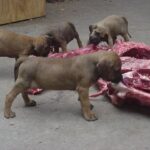 Fila Brasileiro