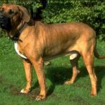 Fila Brasileiro