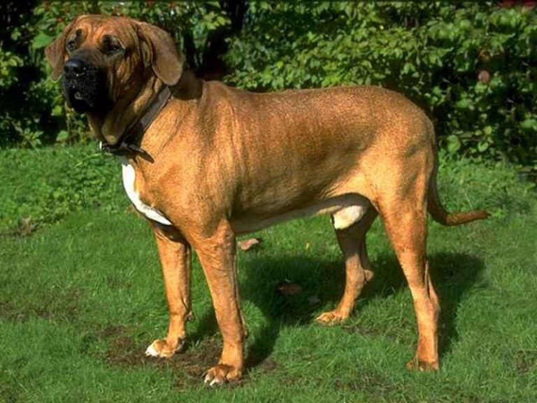 Fila Brasileiro