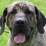 Fila Brasileiro