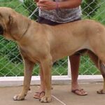 Fila Brasileiro