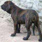 Fila Brasileiro