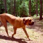 Fila Brasileiro
