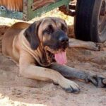 Fila Brasileiro