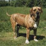 Fila Brasileiro