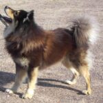 Finsk Lapphund