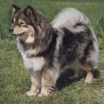 Finsk Lapphund