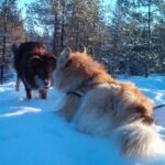 Finsk Lapphund