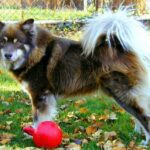 Finsk Lapphund