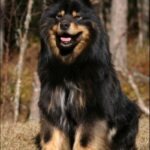 Finsk Lapphund