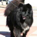 Finsk Lapphund