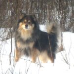 Finsk Lapphund