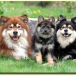 Finsk Lapphund