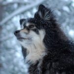 Finsk Lapphund