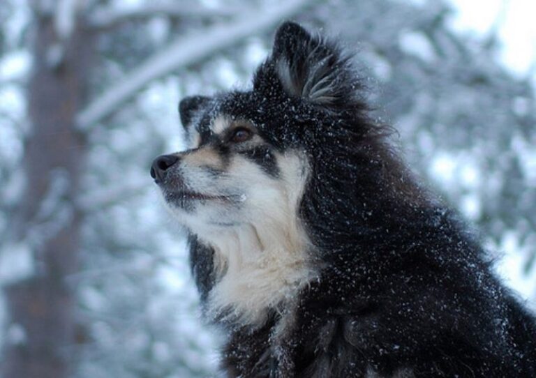 Finsk Lapphund