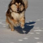 Finsk Lapphund