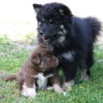 Finsk Lapphund