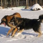 Finsk Lapphund