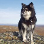 Finsk Lapphund