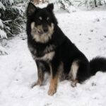 Finsk Lapphund