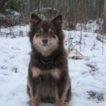 Finsk Lapphund