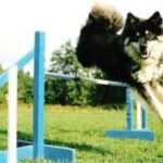 Finsk Lapphund