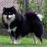 Finsk Lapphund