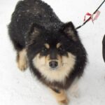 Finsk Lapphund