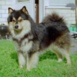 Finsk Lapphund