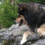 Finsk Lapphund
