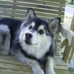 Finsk Lapphund