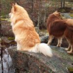 Finsk Lapphund