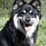 Finsk Lapphund