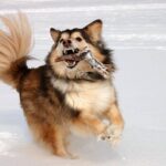 Finsk Lapphund