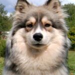 Finsk Lapphund