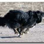 Finsk Lapphund