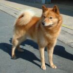 Finsk Spets