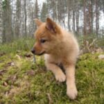Finsk Spets