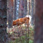 Finsk Spets