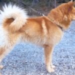 Finsk Spets