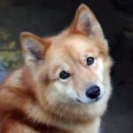 Finsk Spets