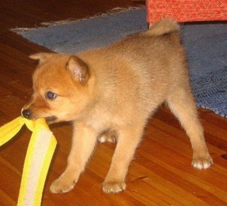 Finsk Spets