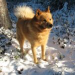 Finsk Spets