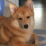 Finsk Spets