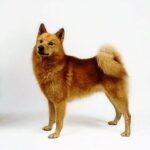 Finsk Spets
