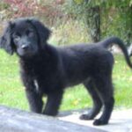 Flat Coated Retriever