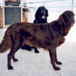 Flat Coated Retriever