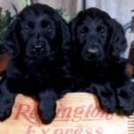 Flat Coated Retriever