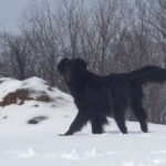 Flat Coated Retriever