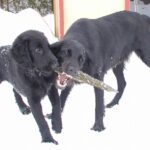 Flat Coated Retriever